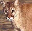 Mountain_lion