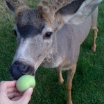 In an election issue for Republic City Council is the problem of over population of tame deer, and selected locals who illegally feed them.