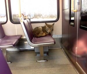 coyote006-004 Coyote riding a train in Portland, Oregon.