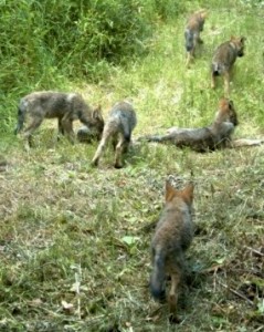 Image of Okanogan Wolves