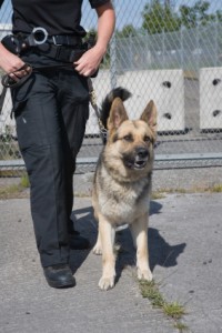 Police Dog image of police dog