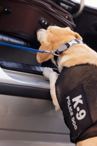 Image of Drug Dog