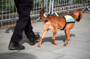 Image of Drugs Canine